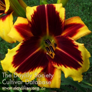 Daylily And the Light is You